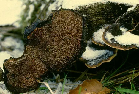 Gloeophyllum sepiarium (lenzite des clotures)