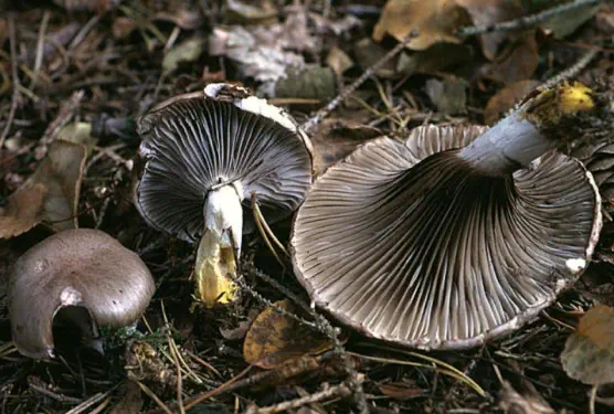 Gomphidius glutinosus (gomphide glutineux)