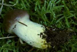 Gomphidius glutinosus (gomphide glutineux)