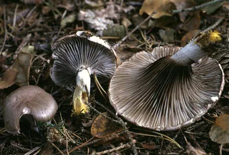 Gomphidius glutinosus (gomphide glutineux)