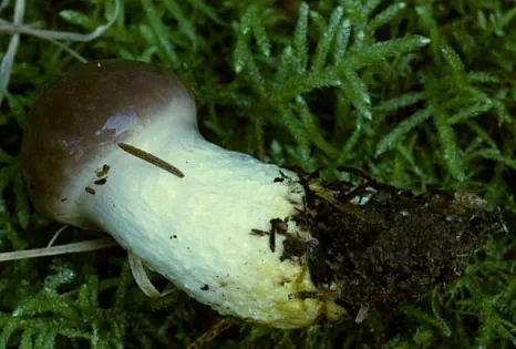 Gomphidius glutinosus (gomphide glutineux)
