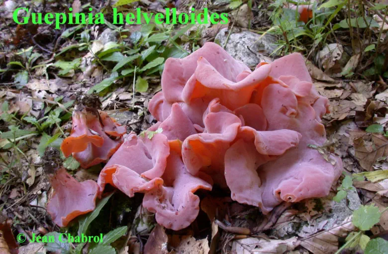 Guepinia helvelloides, 7793, Autrans (38)