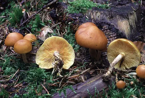 gymnopilus penetrans