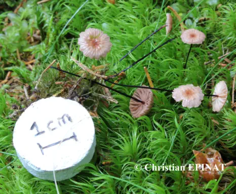 Gymnopus androsaceus récolté sur la commune de Chasseradès (48)