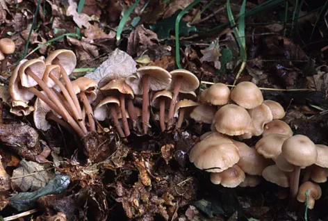 Gymnopus confluens (collybie en touffes)