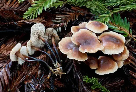 Gymnopus brassicolens (marasme à odeur de chou)