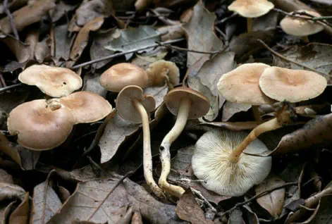 Gymnopus dryophilus (collybie des chênes)