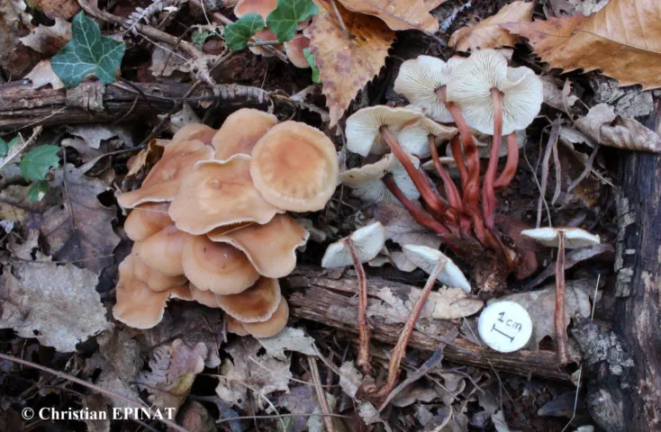 Gymnopus erythropus récolté sur la commune de Saint Julien les Rosiers (30)