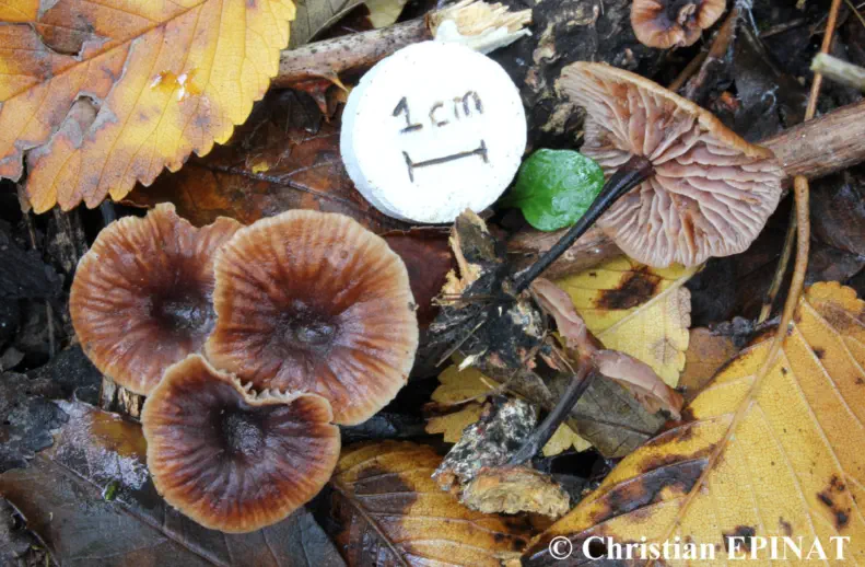 Gymnopus foetidus (marasme fétide) récolté sur la commune de Saint Christol les Alès (30)