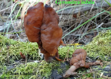 Gyromitra infula - Seyne (04)