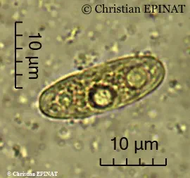 Spores (mesures) de Gyromitra infula (Schaeff.) Quél. (1886)