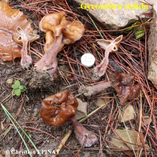 Gyromitra infula récoltée sur la communede La Grand Combe (30)
