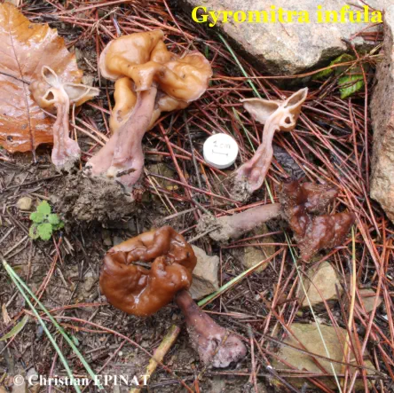 Gyromitra infula récoltée sur la commune de La Grand Combe (30)