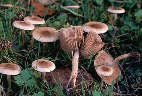 Hebeloma mesophaeum (hebelome à centre sombre)
