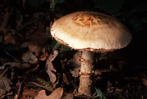 Hebeloma radicosum (hebelome radicant)