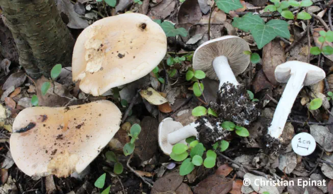 Hebeloma sinapizans récolté sur lacommune de Saint Christol les Alès (30)