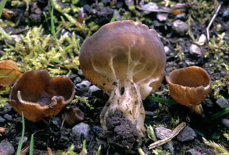 Helvella acetabulum (helvelle en gobelet)