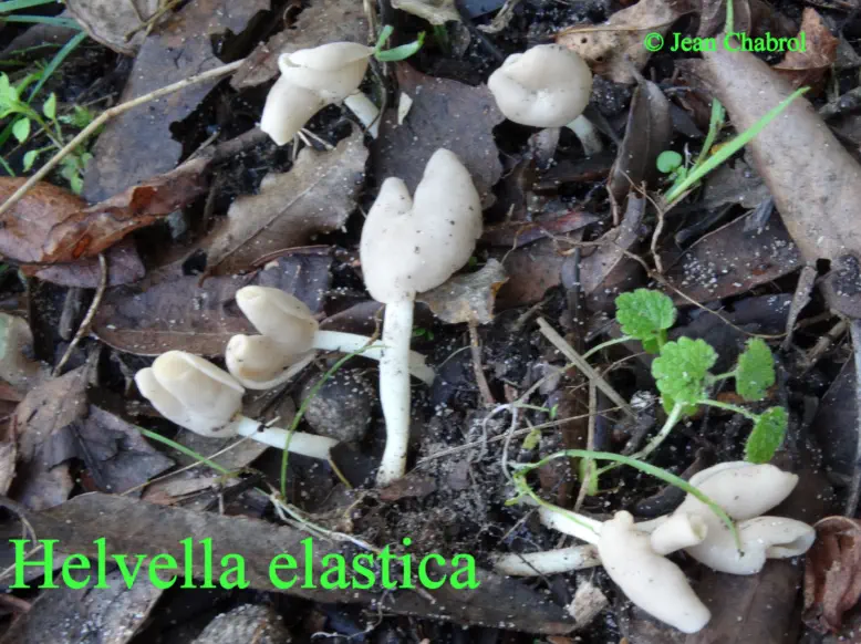 Helvella elastica récoltée sur la commune de Soorts-Hossegor (40)