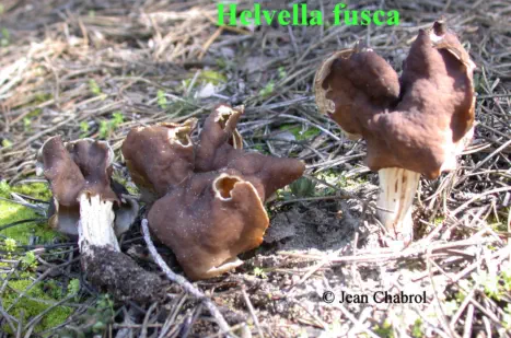 Helvella fusca, 7588, Le Grau du Roi (30)