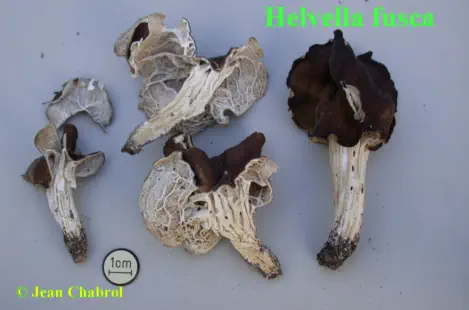 Helvella fusca, 7588, Le Grau du Roi (30)
