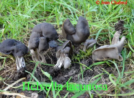 Helvella lacunosa récoltée sur la commune de Soorts-Hossegor (40)
