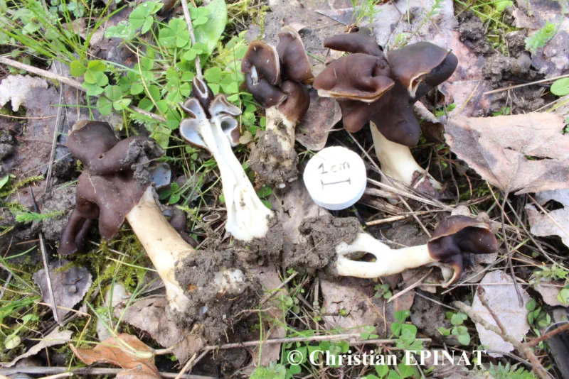Helvella leucopus Pers. (1822), (=helvella monachella) récoltée sur la commune de Ners (30)