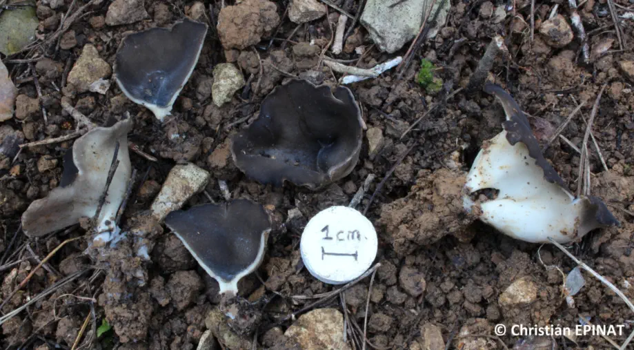 Helvella leucomelaena récolté sur la commune de Milhaud (30)