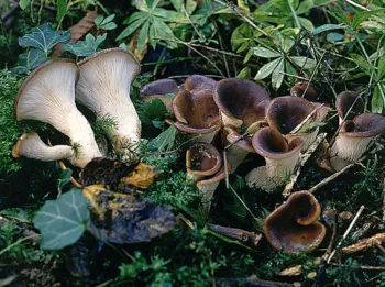 Hoehenbuehelia petaloides (pleurote petaloide)