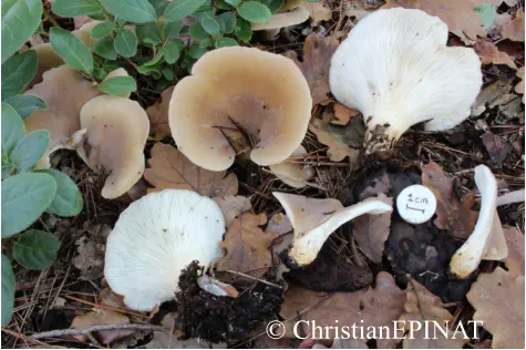 Hohenbuehelia petaloides récolté dans le Parc du Rouret sur la commune de St Christol lez Alès (30)