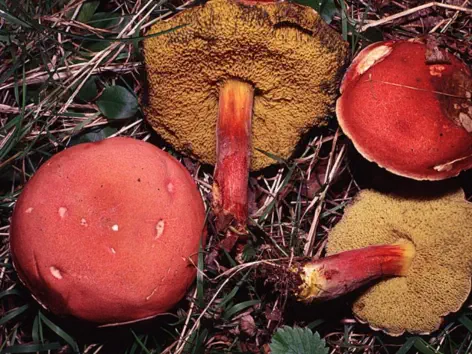 Hortiboletus rubellus (bolet rougeâtre)