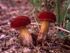 Hortiboletus rubellus (bolet rougeâtre)