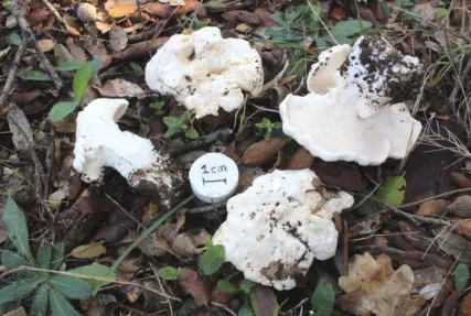 Hydnum albidum