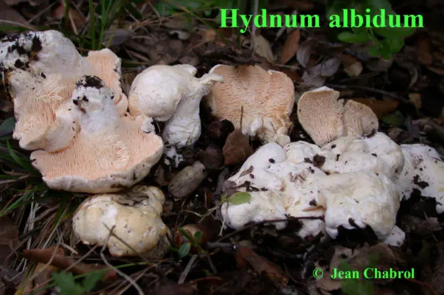 Hydnum albidum, Saint Just et Vacquières (30)