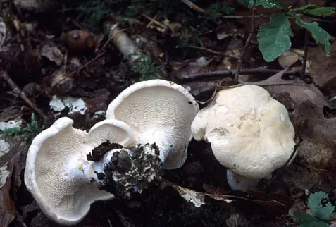 Hoehenbuehelia petaloides (pleurote petaloide)