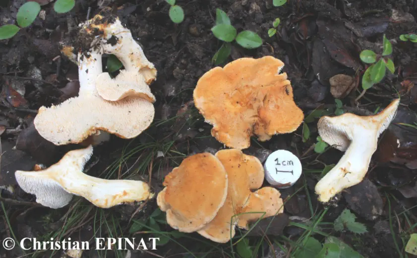 Hydnum rufescens -Pied de mouton roux ou hydne roussissant)