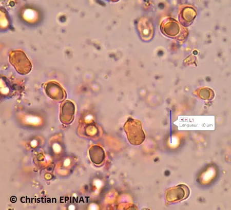 Hygrocybe mucronella récolté sur la commune de Lussan (30)