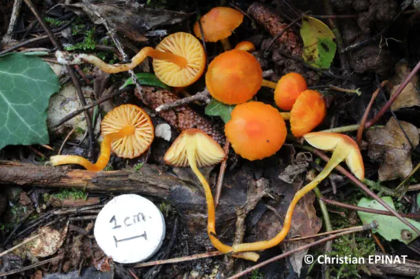 Hygrocybe mucronella récolté sur la commune de Lussan (30)