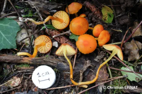 Hygrocybe mucronella récolté sur la commune de Lussan (30)