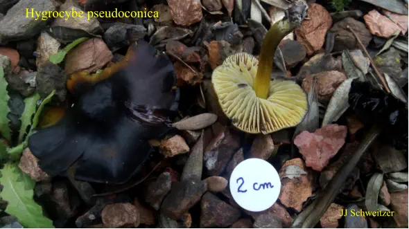 Hygrocybe pseudoconica récolté dans un jardin sur la commune de Saint Julien les Rosiers (30)