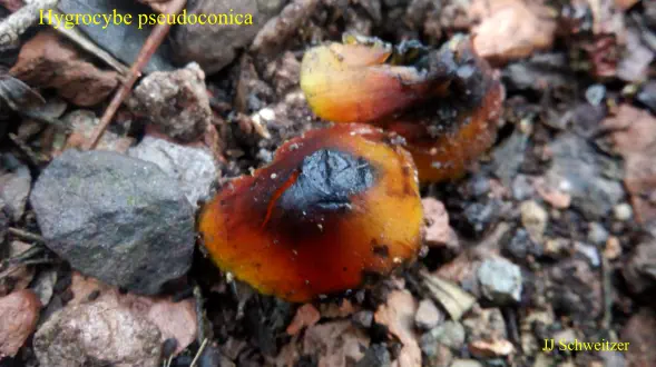 Hygrocybe pseudoconica récolté dans un jardin sur la commune de Saint Julien les Rosiers (30)