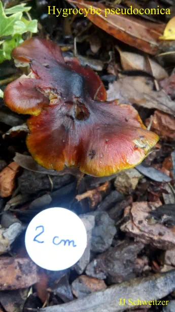 Hygrocybe pseudoconica récolté dans un jardin sur la commune de Saint Julien les Rosiers (30)