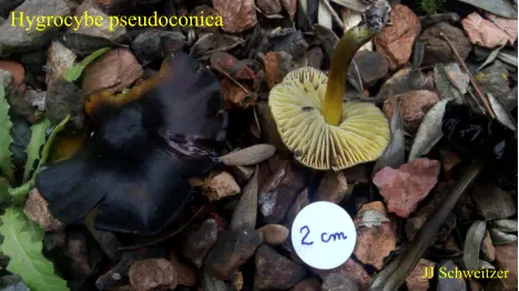 Hygrocybe pseudoconica récolté dans un jardin sur la commune de Saint Julien les Rosiers (30)