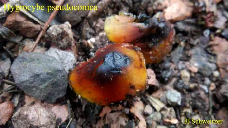 Hygrocybe pseudoconica récolté dans un jardin sur la commune de Saint Julien les Rosiers (30)