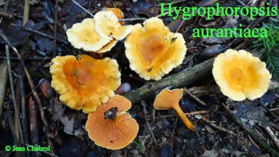Hygrophoropsis aurantiaca récolté sur la commune de Avène (34)