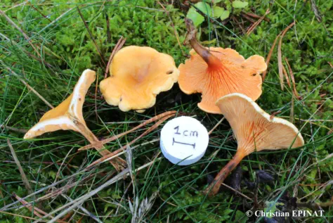 Hygrophoropsis aurantiaca ( Photo C. Epinat )