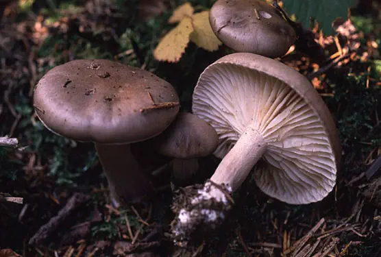 Hygrophorus agathosmus (hygrophore à odeur agréable)
