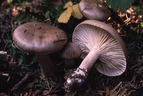 Hygrophorus agathosmus (hygrophore à odeur agréable)