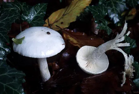 Hygrophorus eburneus (hygrophore blanc ivoire)