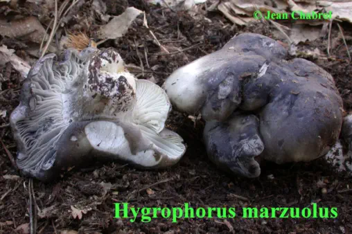 Hygrophorus marzuolus, 8034, commune de Gravières (07)