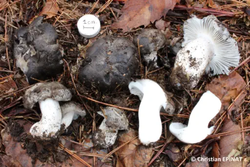 Hygrophorus marzuolus récolté sur la commune de Gravières (07)